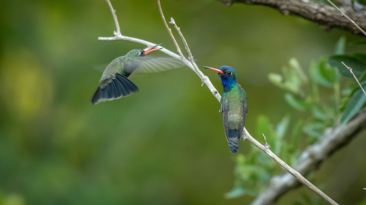 Colibrí Piquiancho de Guerrero - ML491635421