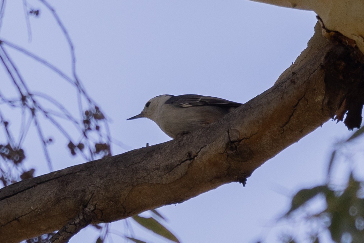 White-breasted Nuthatch - ML491636951