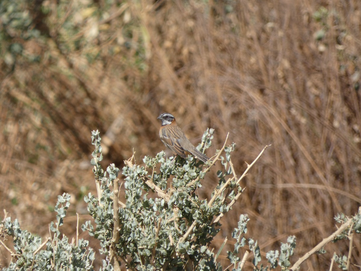 Rufous-collared Sparrow - ML491639351