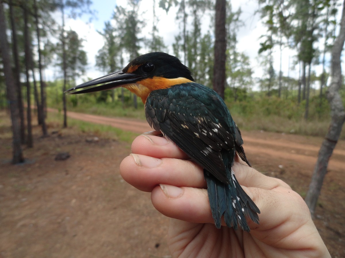 American Pygmy Kingfisher - ML491639891