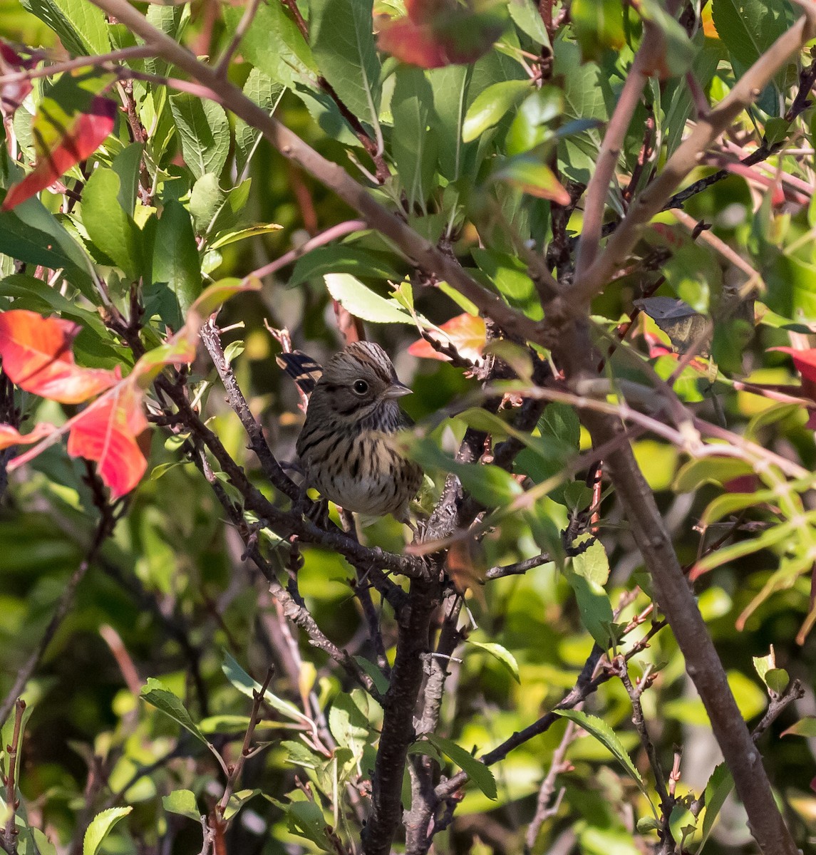 Lincoln's Sparrow - Phil Misseldine