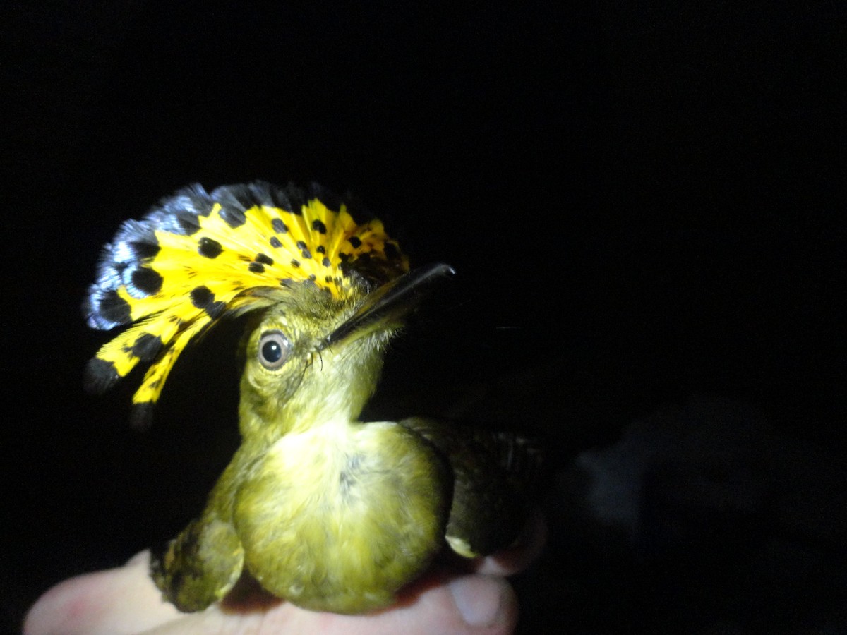 Tropical Royal Flycatcher - Matthew Halley