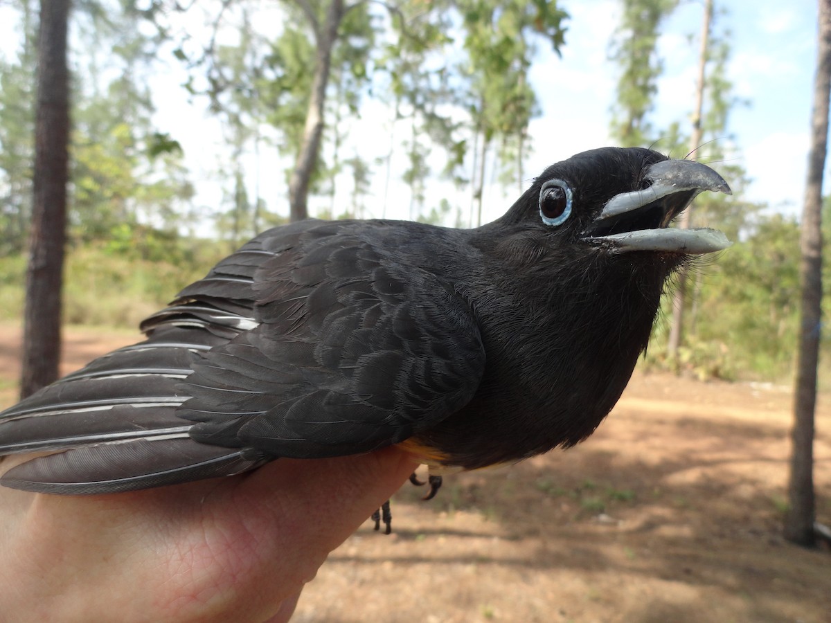 trogon černohlavý - ML491640911