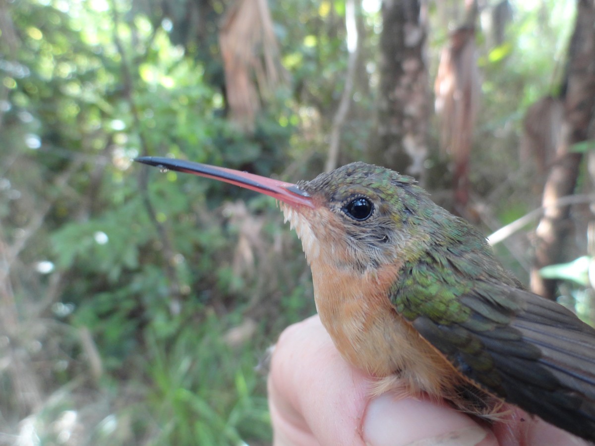 Rufous-tailed Hummingbird - ML491640981