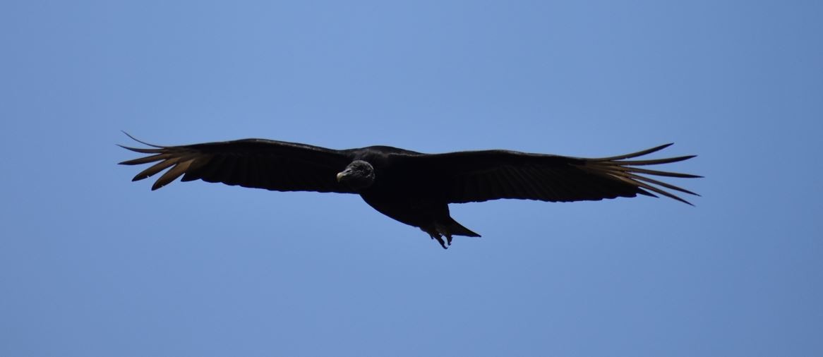 Black Vulture - Alejandro Arana