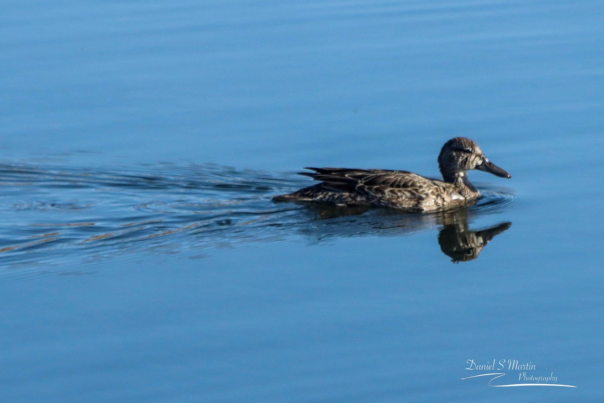 Cinnamon Teal - ML491641091