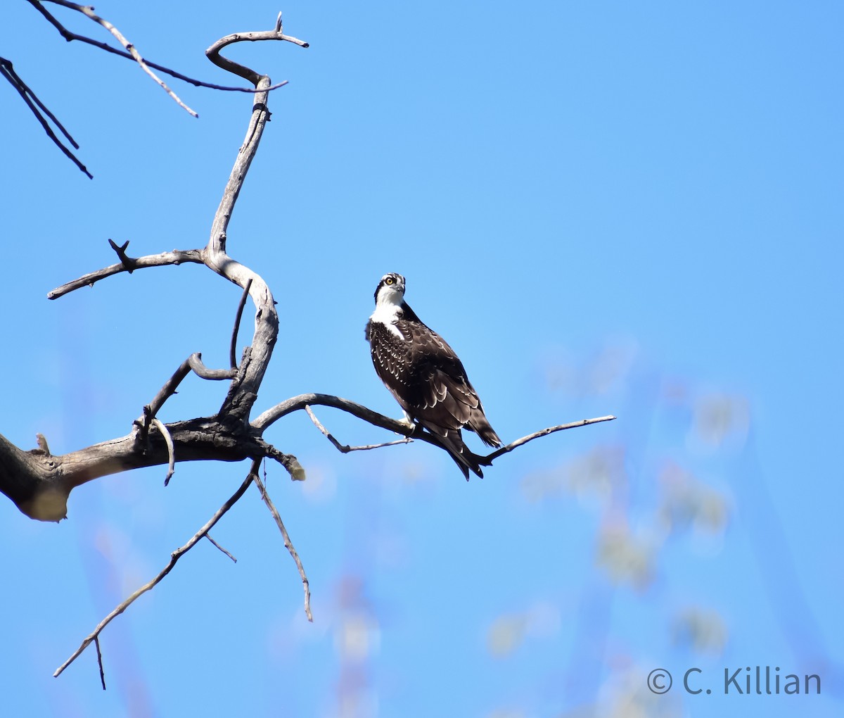 Águila Pescadora - ML491641131