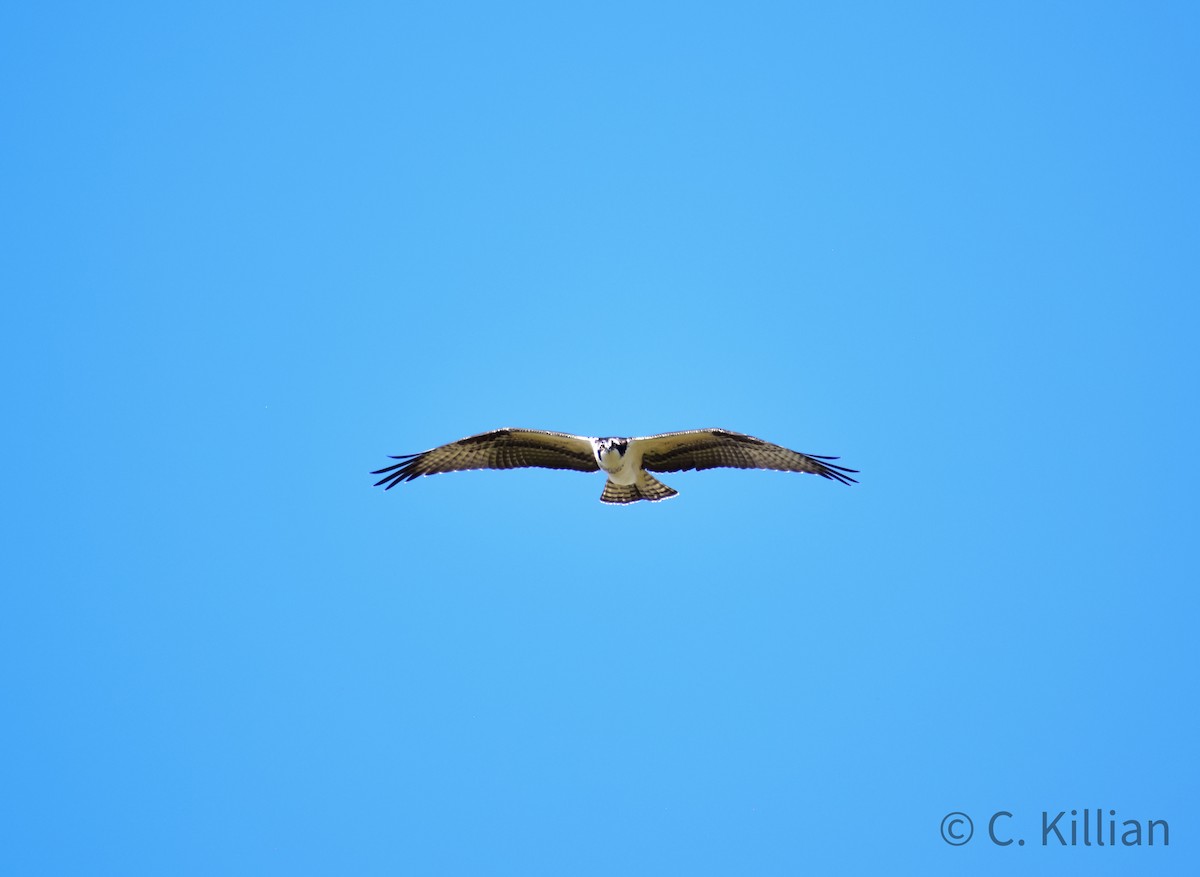 Águila Pescadora - ML491641141