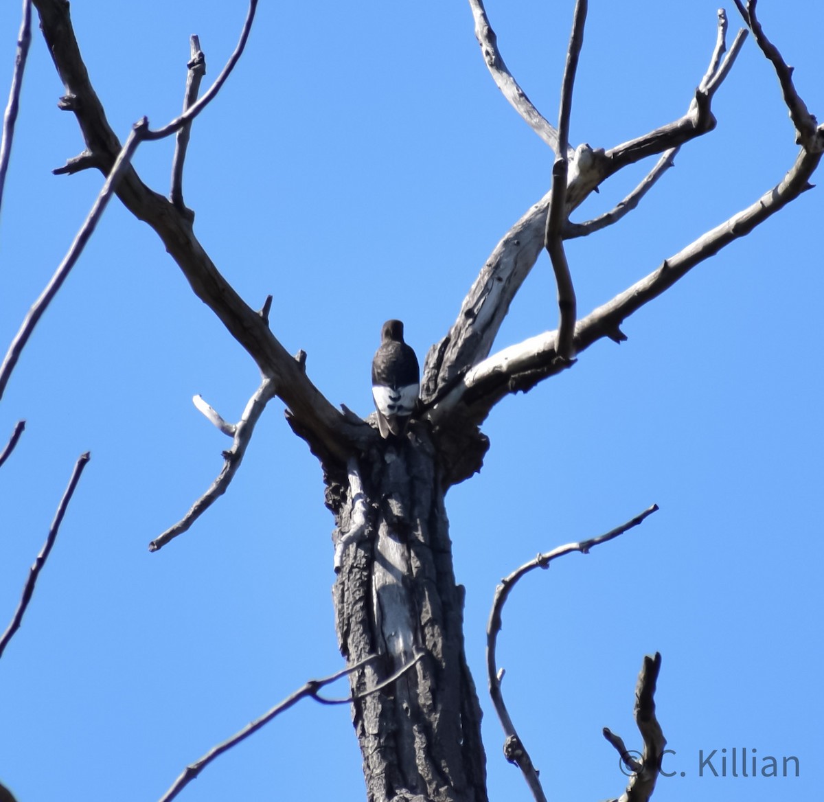 Red-headed Woodpecker - ML491641431