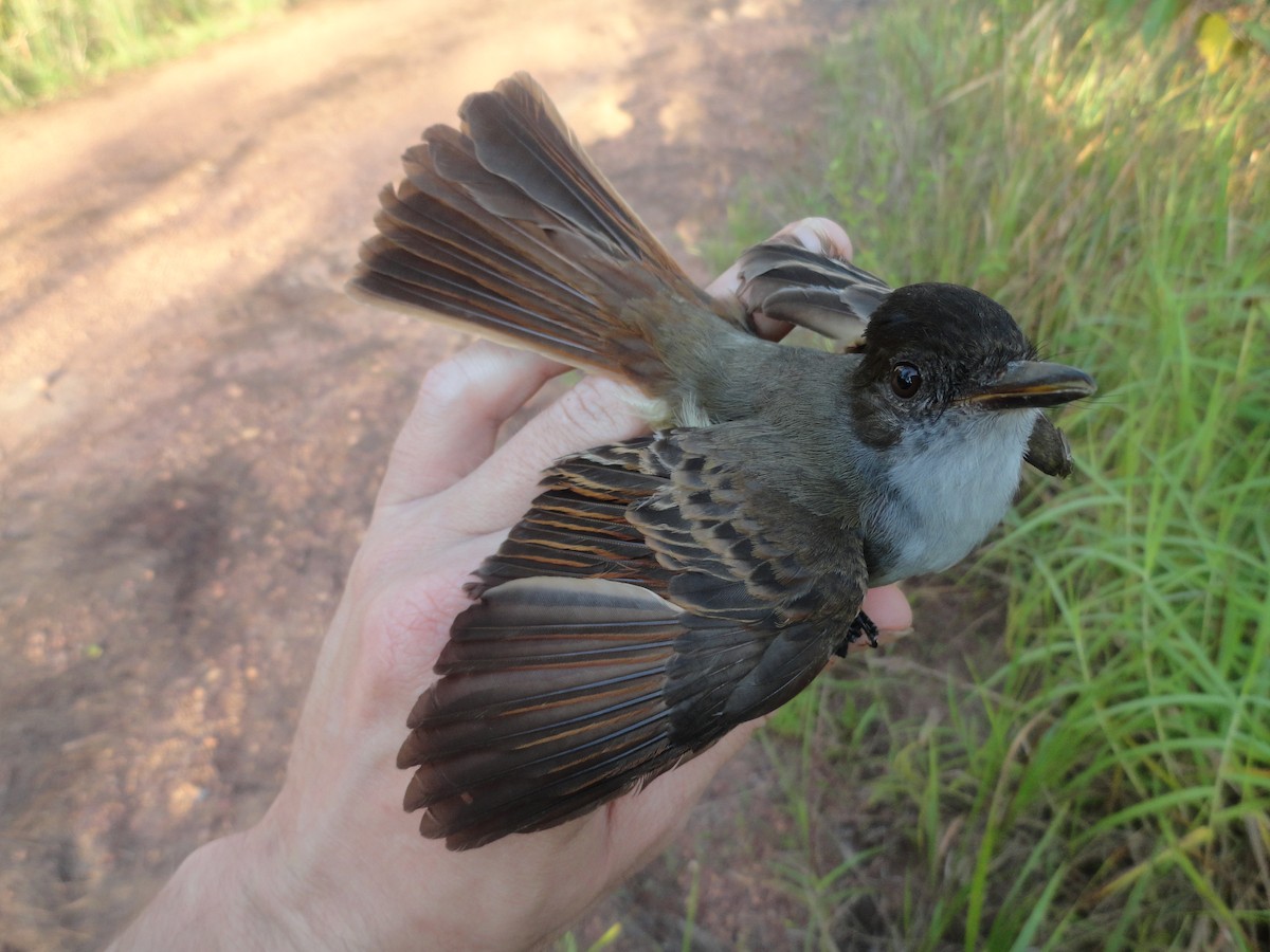 Dusky-capped Flycatcher - ML491641691