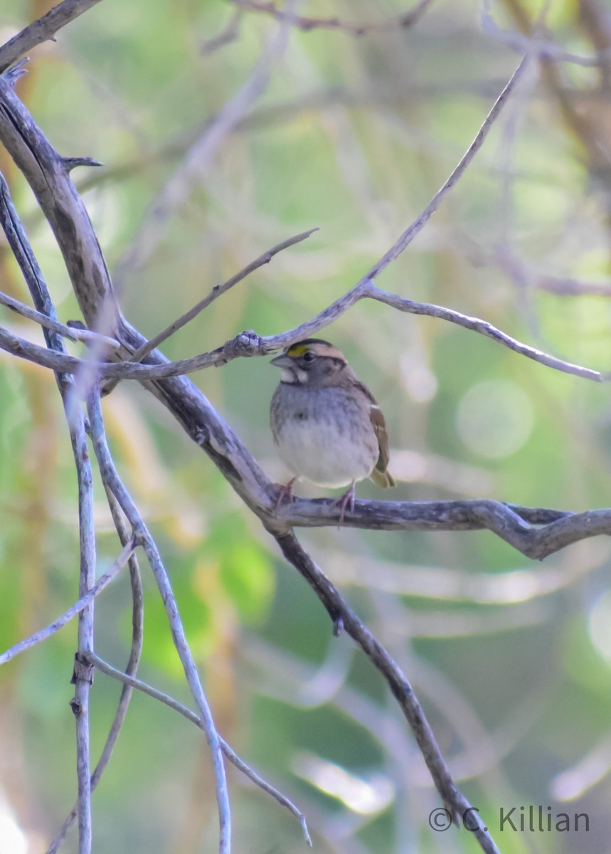 White-throated Sparrow - ML491641841
