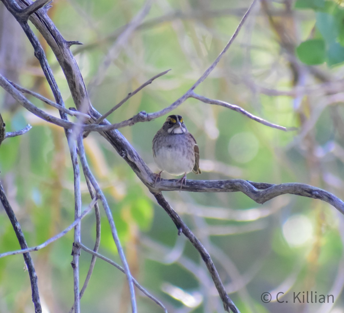 White-throated Sparrow - ML491641851