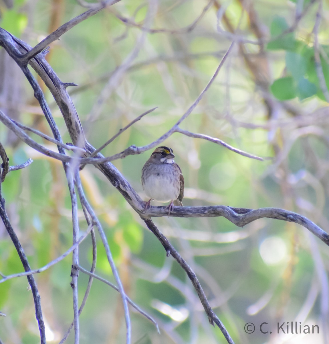 White-throated Sparrow - Chad Killian