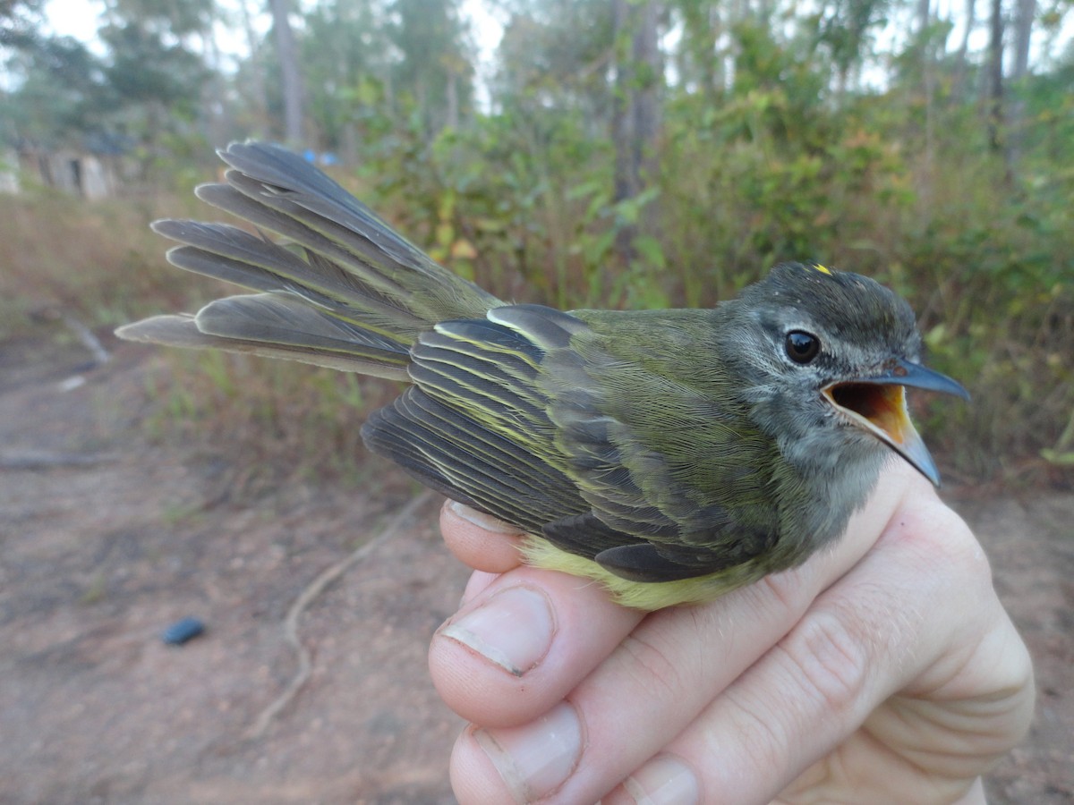 Greenish Elaenia - ML491642621