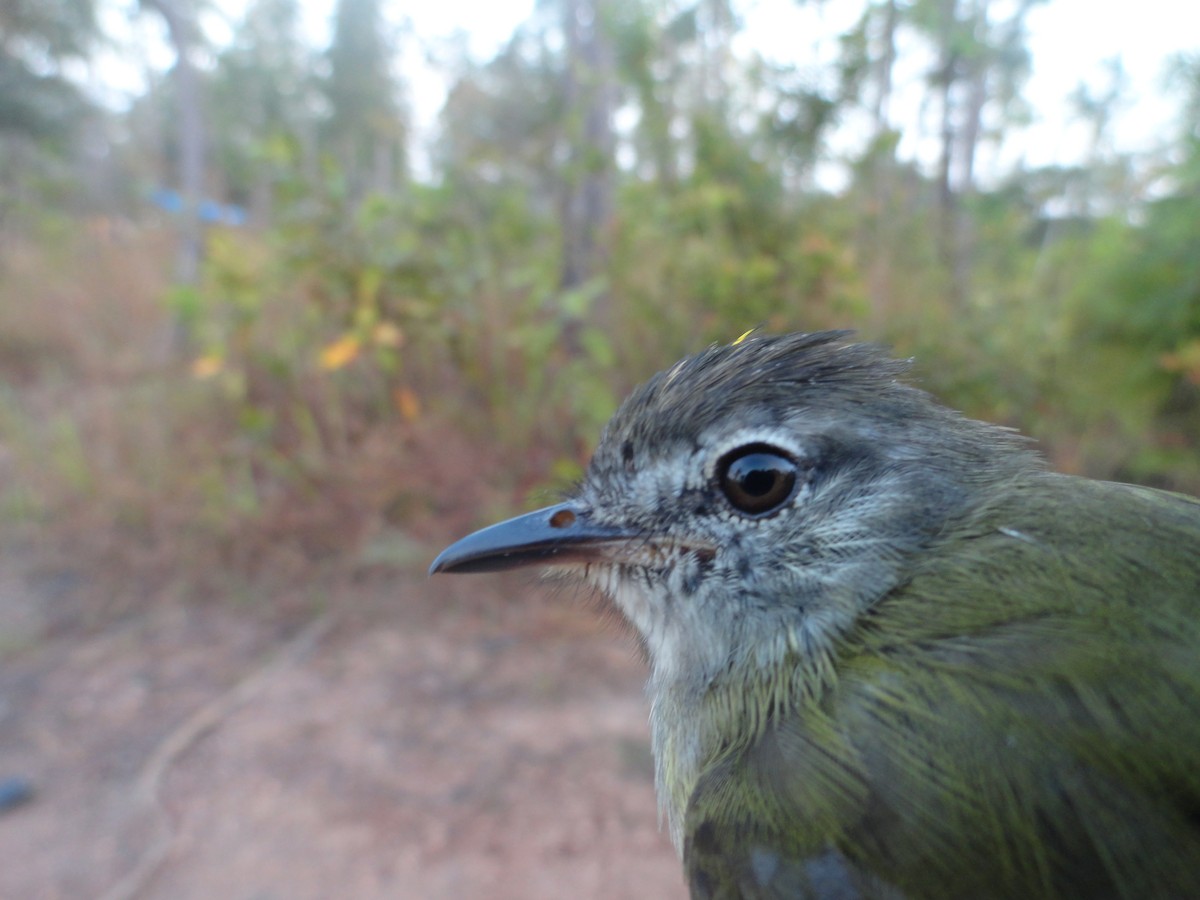 Greenish Elaenia - ML491642631