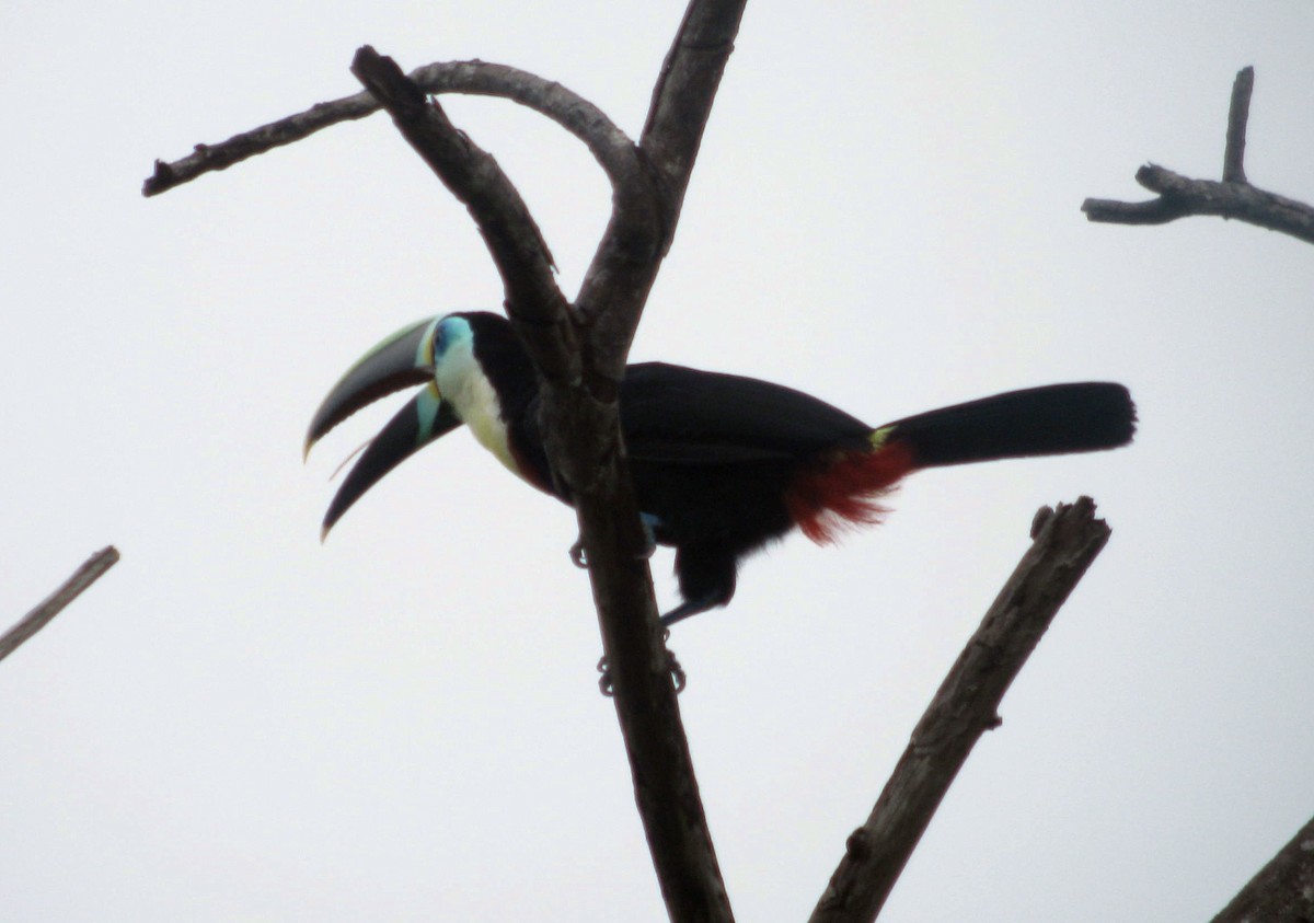 Channel-billed Toucan (Citron-throated) - John Drummond