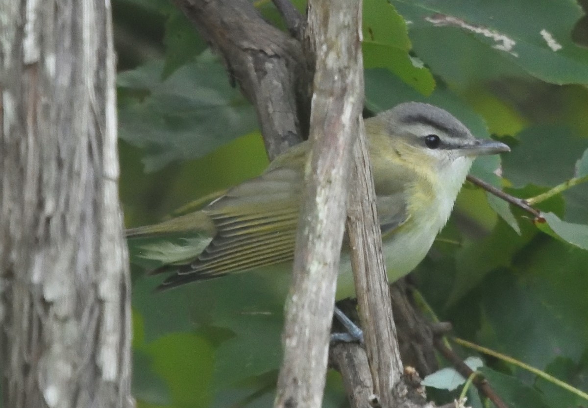 Red-eyed Vireo - ML491643371