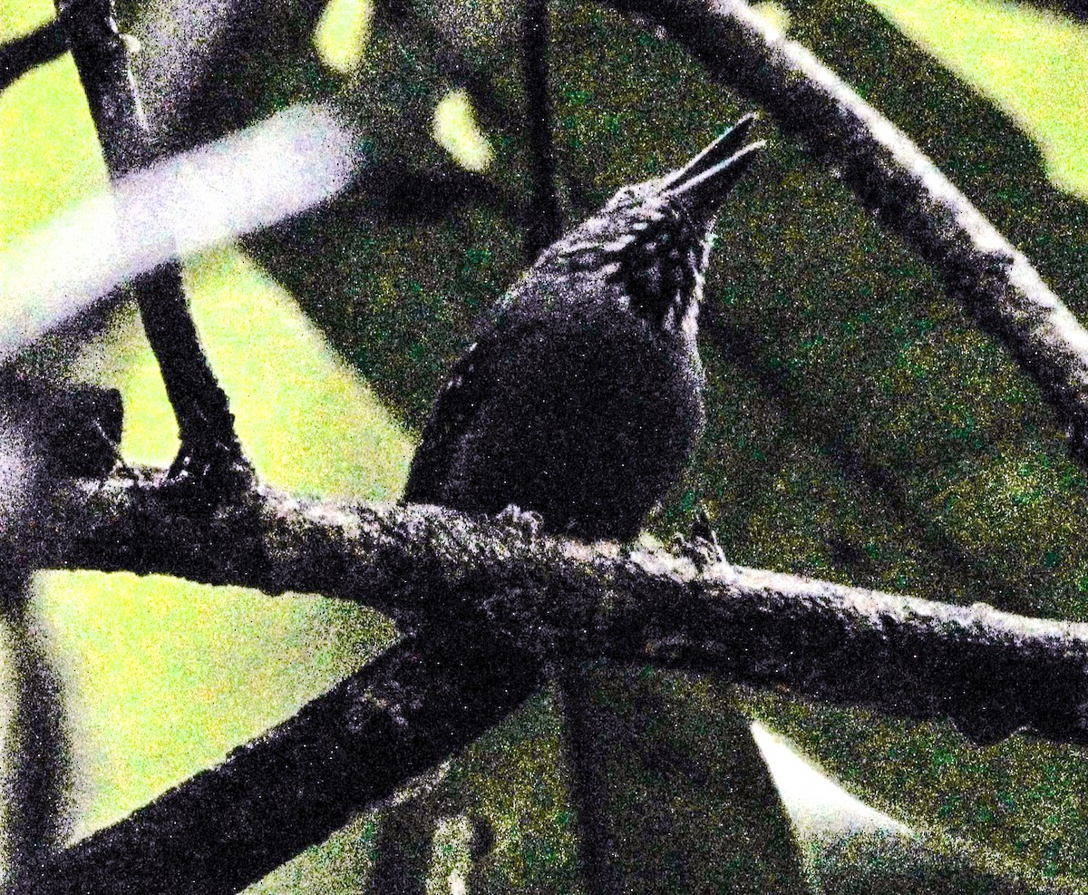 Brown-bellied Stipplethroat - ML491644141