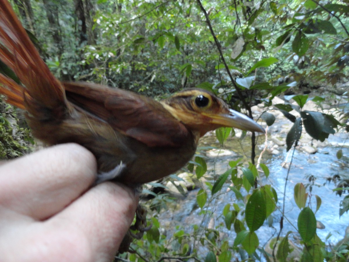 Fawn-throated Foliage-gleaner - ML491644151