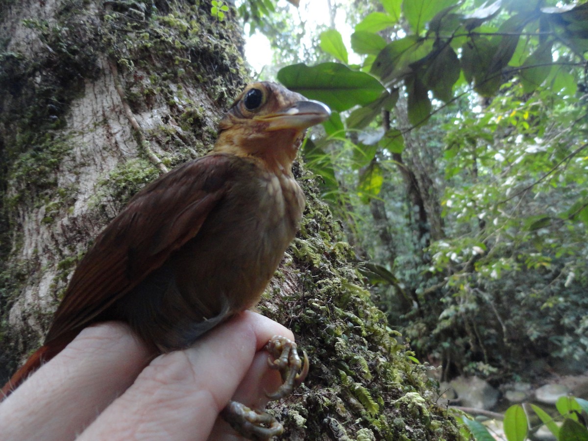 Fawn-throated Foliage-gleaner - Matthew Halley