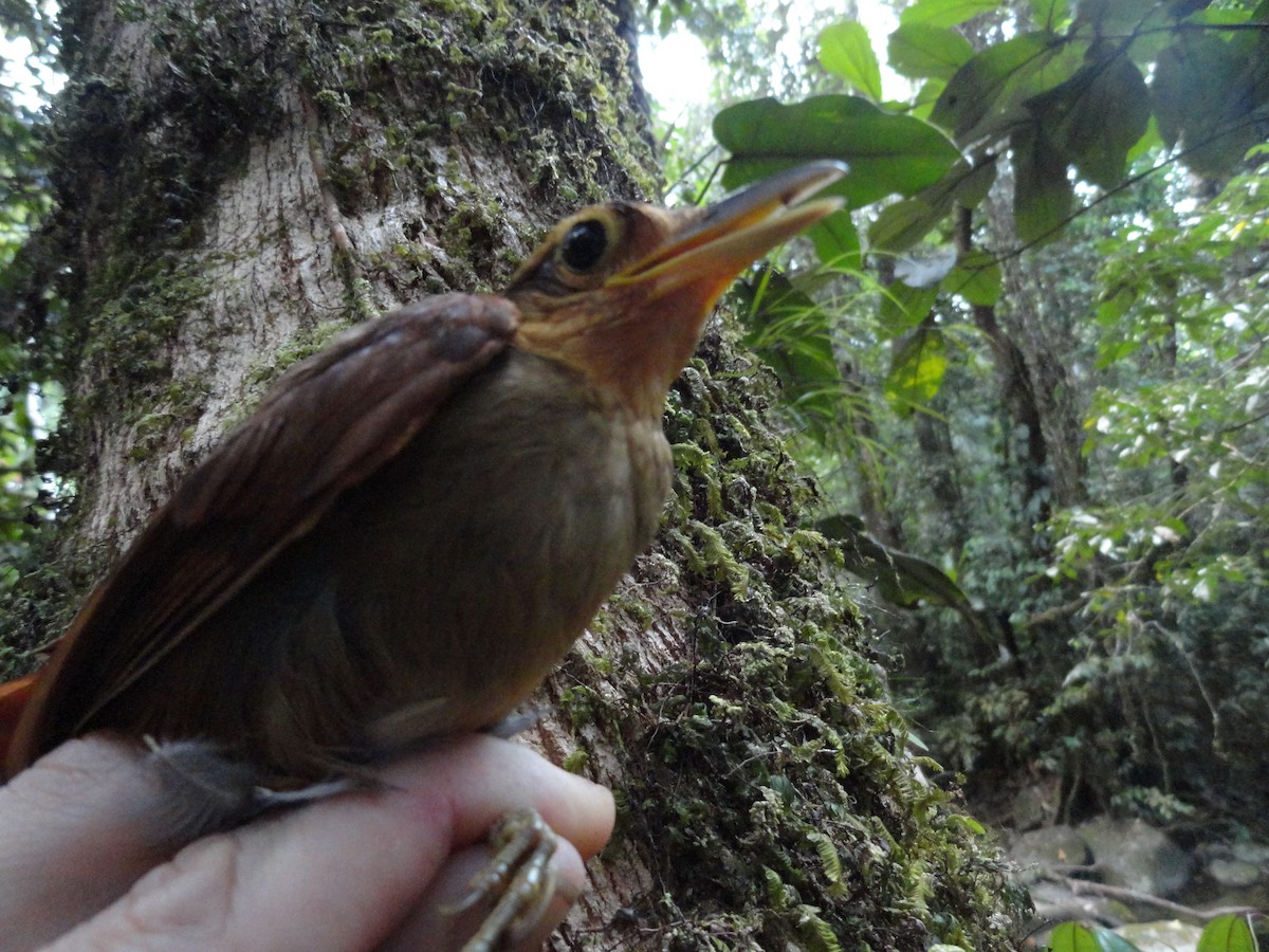 Fawn-throated Foliage-gleaner - ML491644171