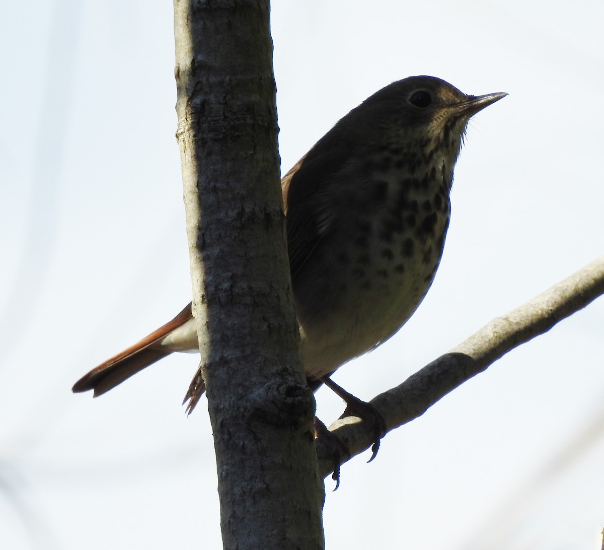 Hermit Thrush - Donna Johnston