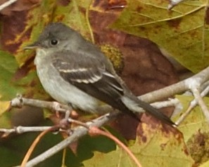 Empidonax sp. - ML491644981