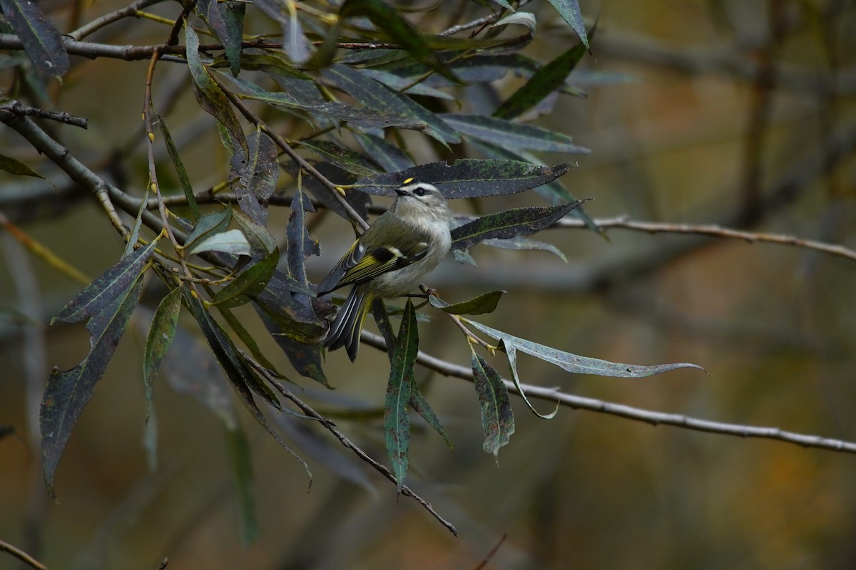 Golden-crowned Kinglet - ML491645301