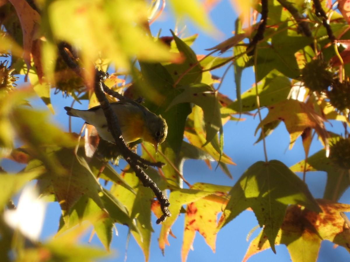 Northern Parula - ML491646281