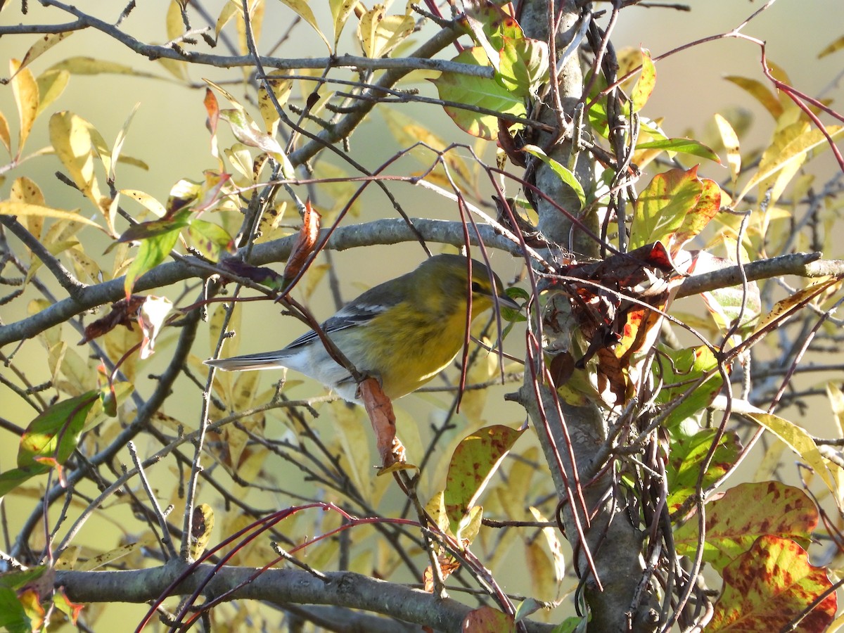 Pine Warbler - ML491646511