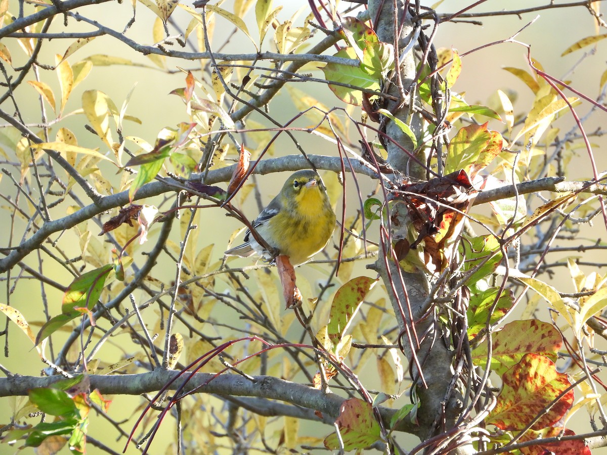 Pine Warbler - ML491646531