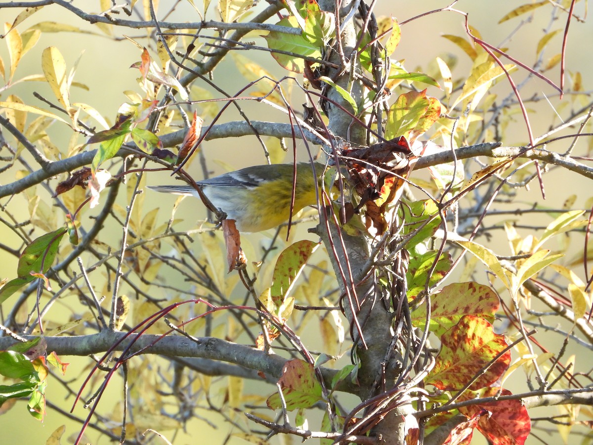Pine Warbler - ML491646541