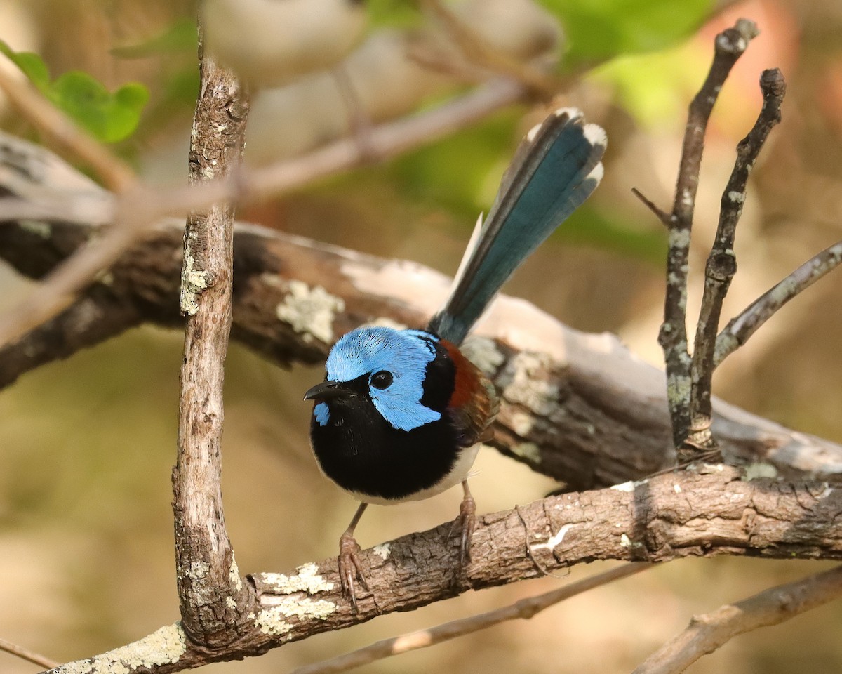 Lovely Fairywren - ML491647211