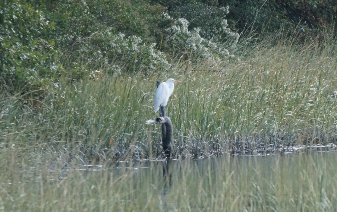 Great Egret - ML491647621