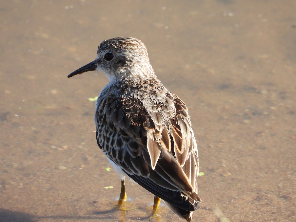 Least Sandpiper - ML491647761