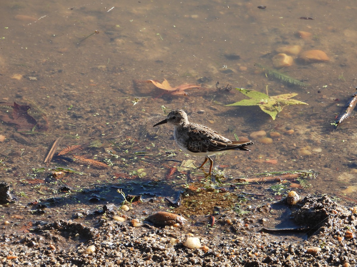 Least Sandpiper - ML491647891