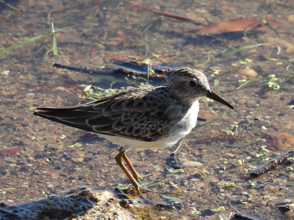 Least Sandpiper - ML491647911