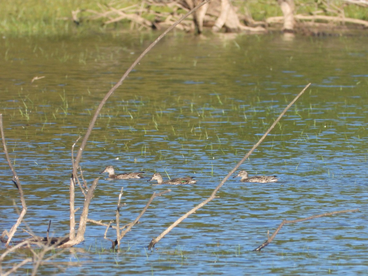 Blue-winged Teal - ML491648511