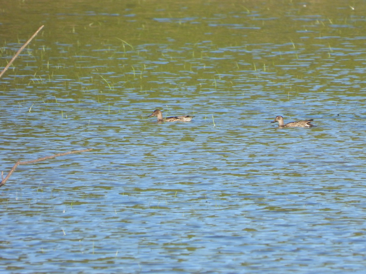 Blue-winged Teal - ML491648541