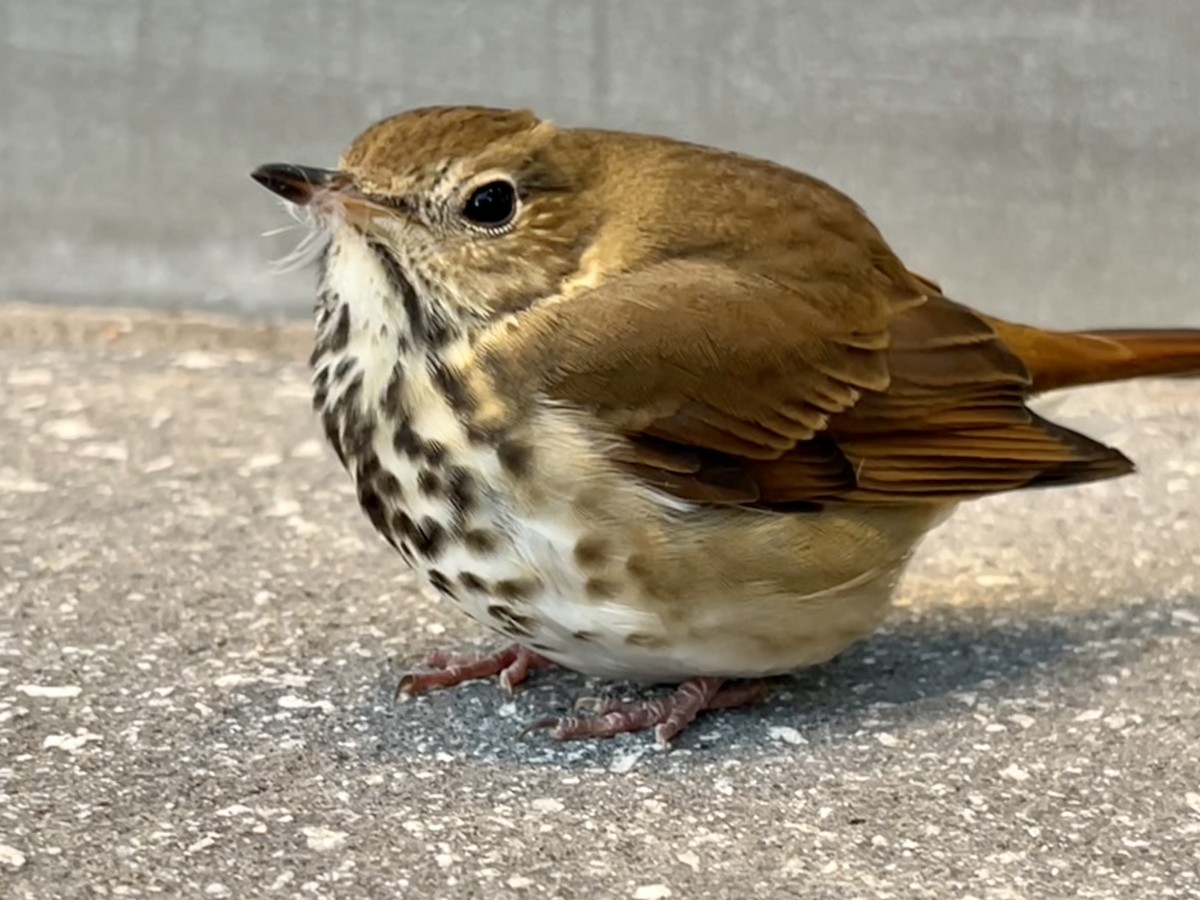 Hermit Thrush - ML491648571