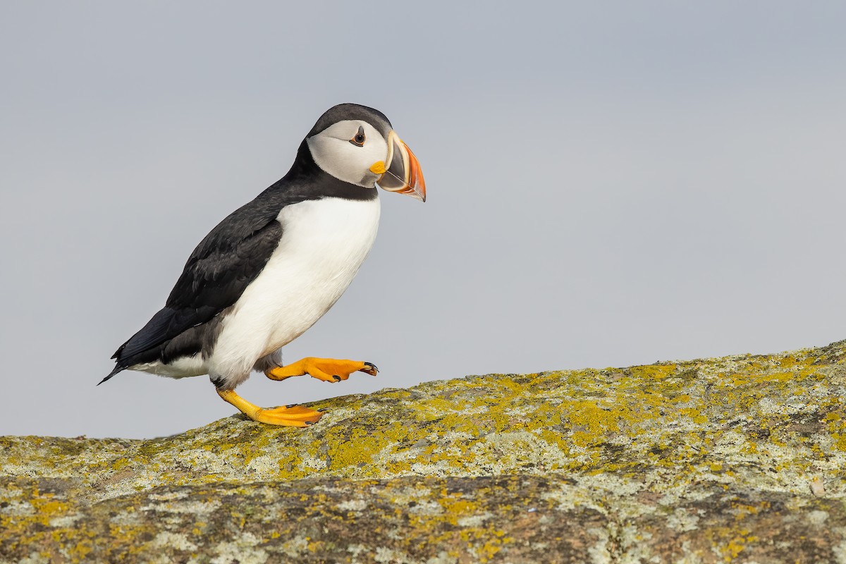 Atlantic Puffin - ML491648621