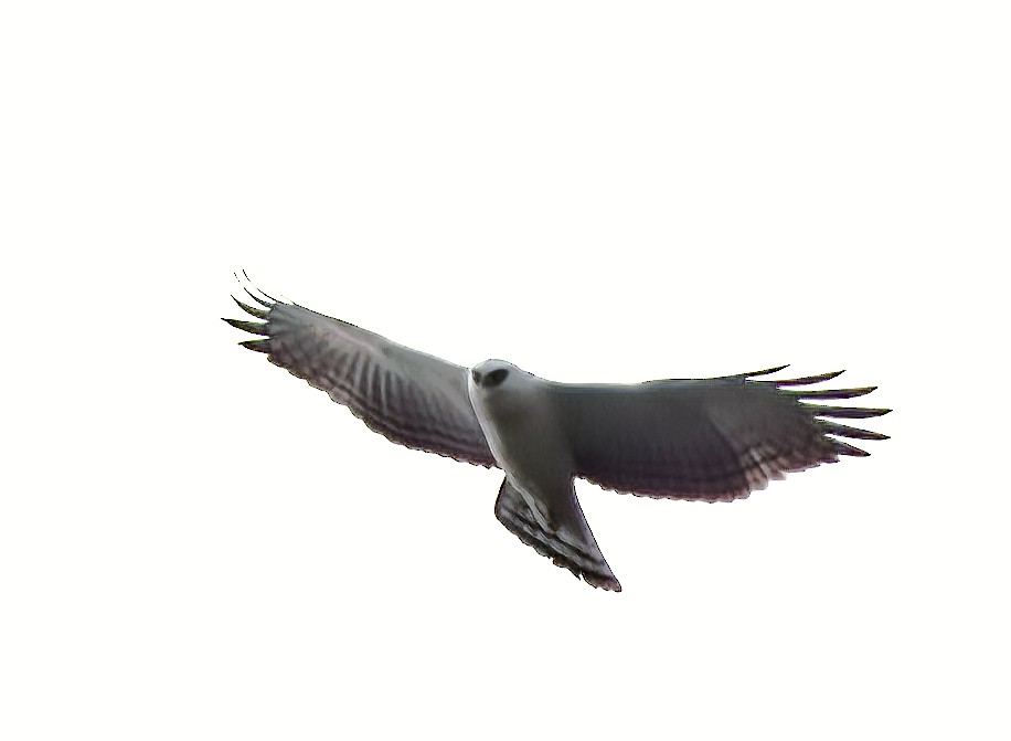 Black-and-white Hawk-Eagle - Frank Gilliland