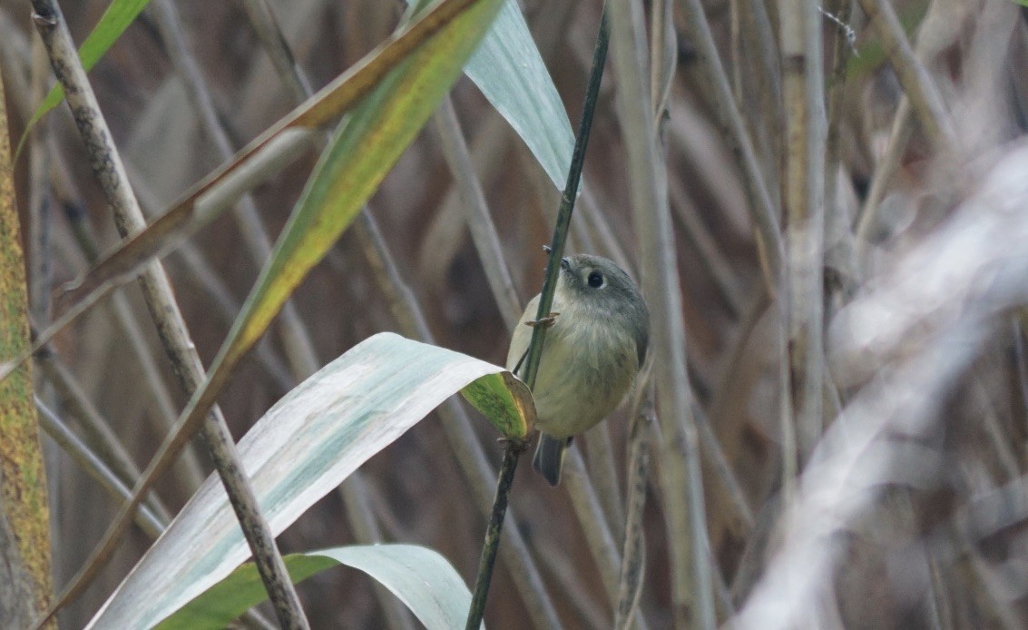 Ruby-crowned Kinglet - ML491650581