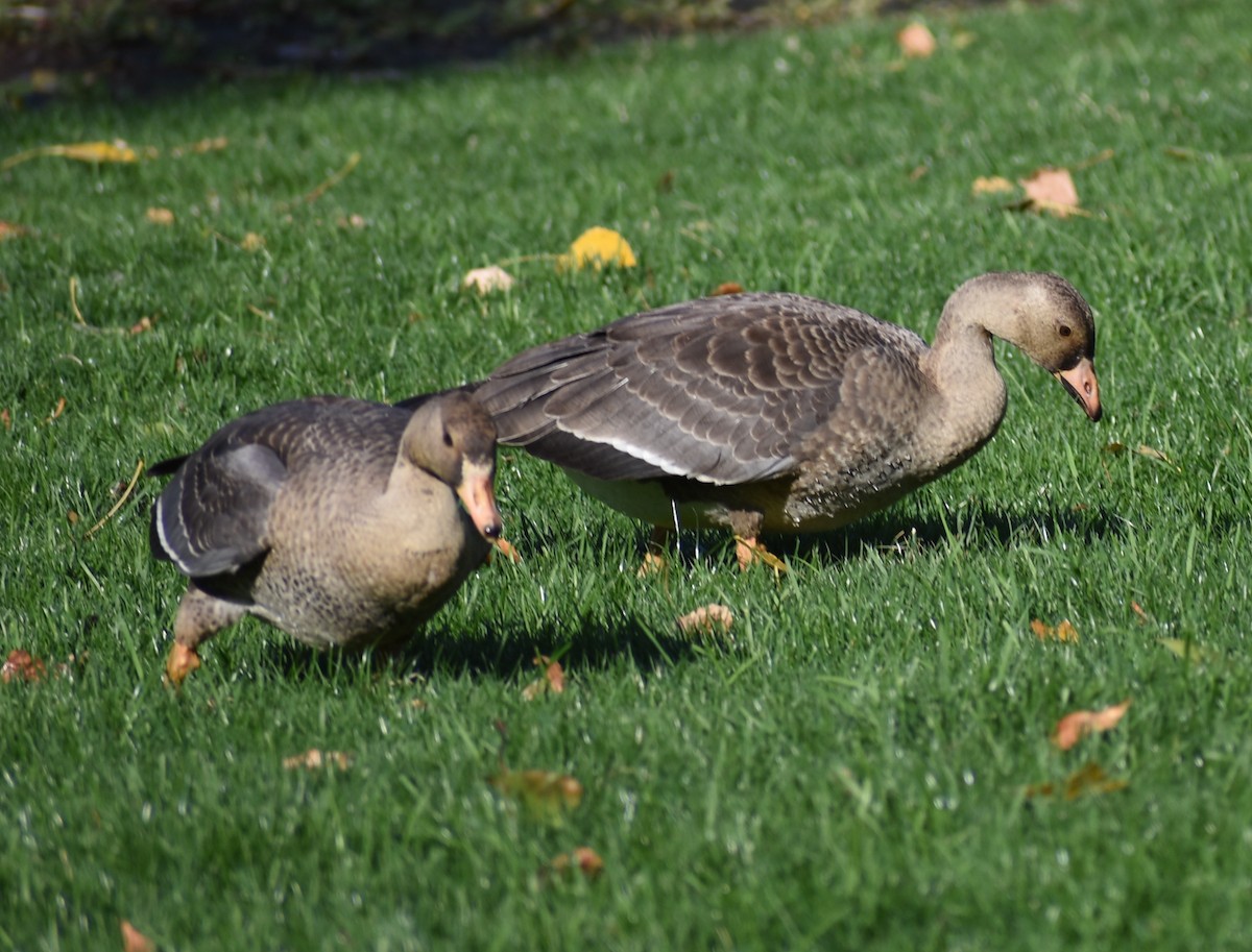 Greater White-fronted Goose - ML491651331