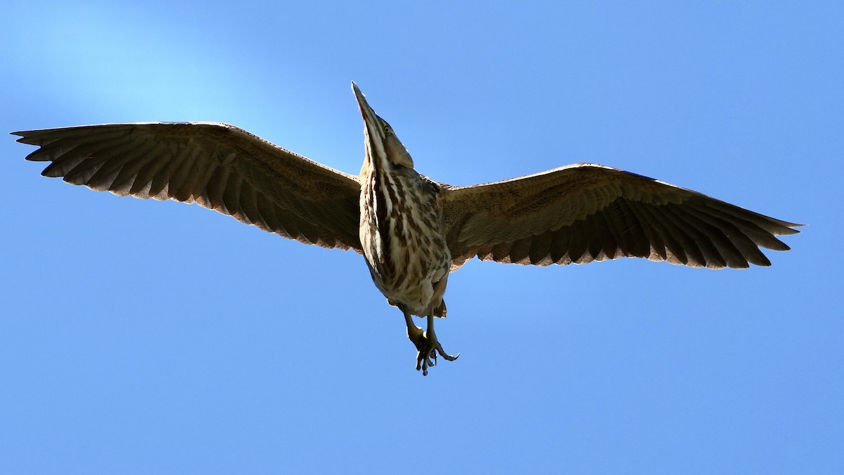 American Bittern - Sunil Thirkannad