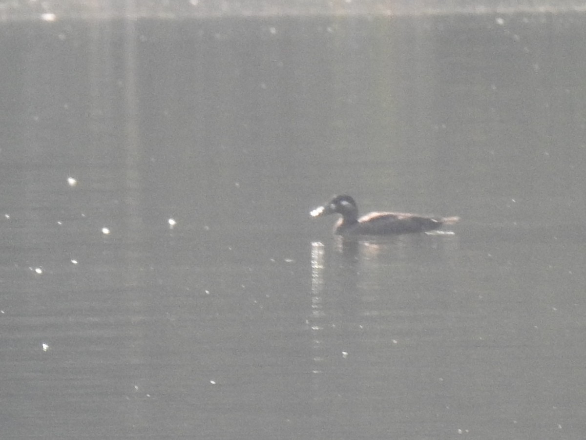 Surf Scoter - ML491652541