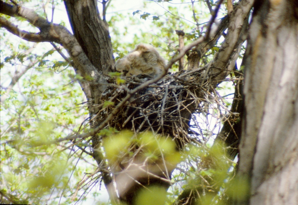 Great Horned Owl - ML491653671