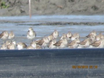 Black-bellied Plover - robert purrington