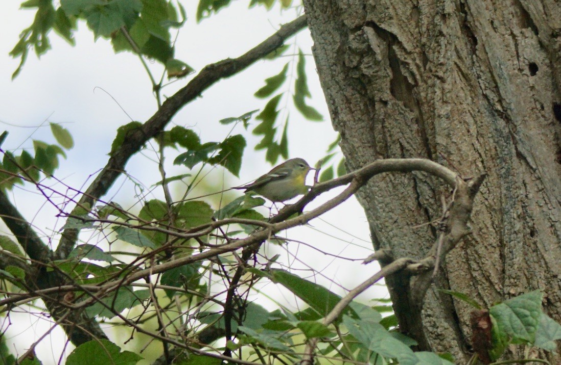 Northern Parula - ML491655481