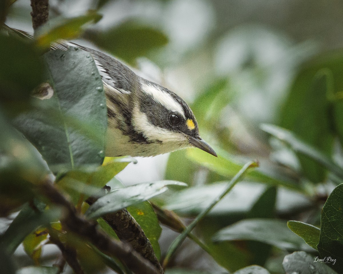 Black-throated Gray Warbler - David Paez